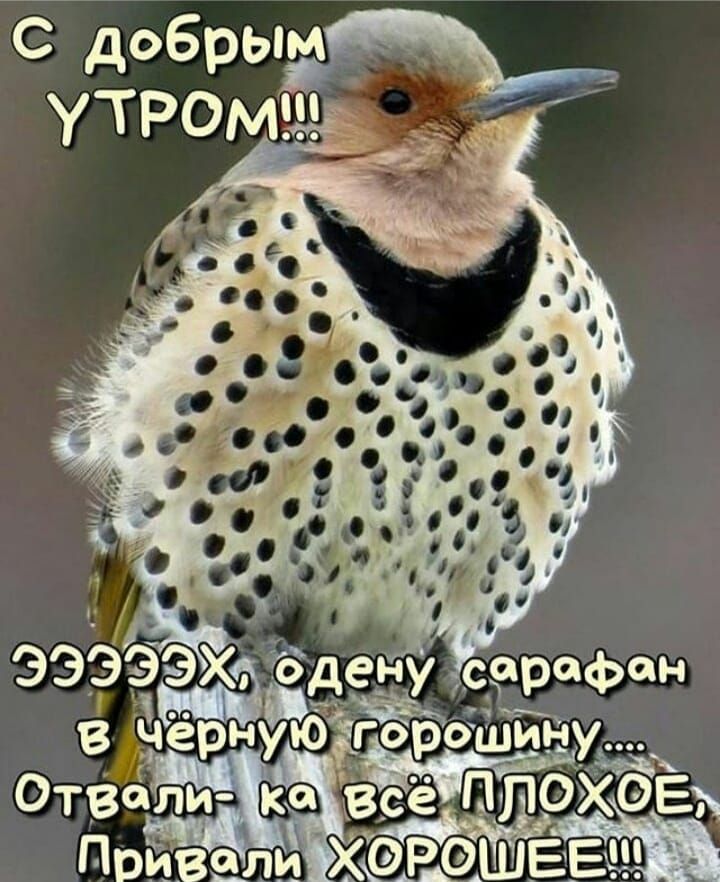 С добрым