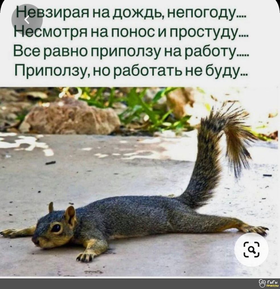 Невзирая на дождь непогоду Несмотря на понос и простуду Все равно приползу на работу Приползу но работать не буду