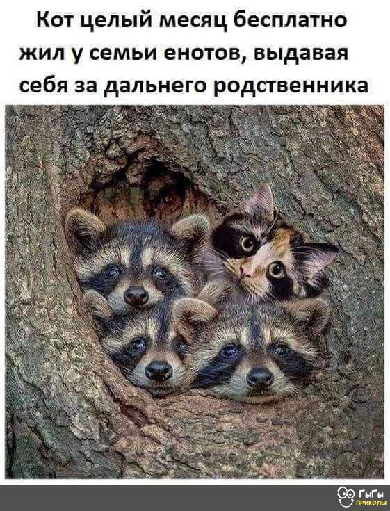 Кот целый месяц бесплатно жил у семьи енотов выдавая себя за дальнего родственника