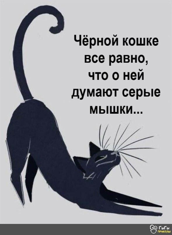 Чёрной кошке все равно что о ней думают серые мышки