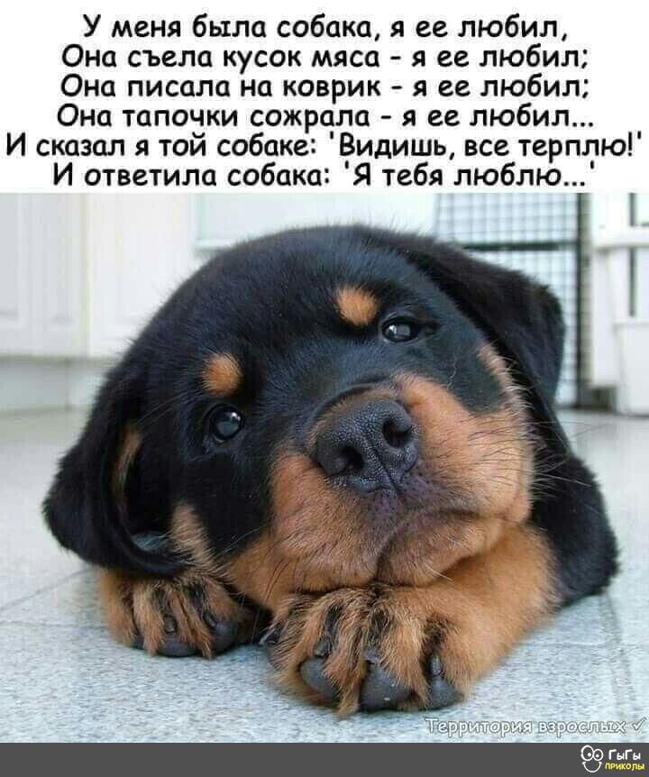 У меня была собака я ее любил Она съела кусок мяса я ее любил Она писала на коврик я ее любил Она тапочки сожрала я ее любил И сказал я той собаке Видишь все терплю И ответила собака Я тебя люблю