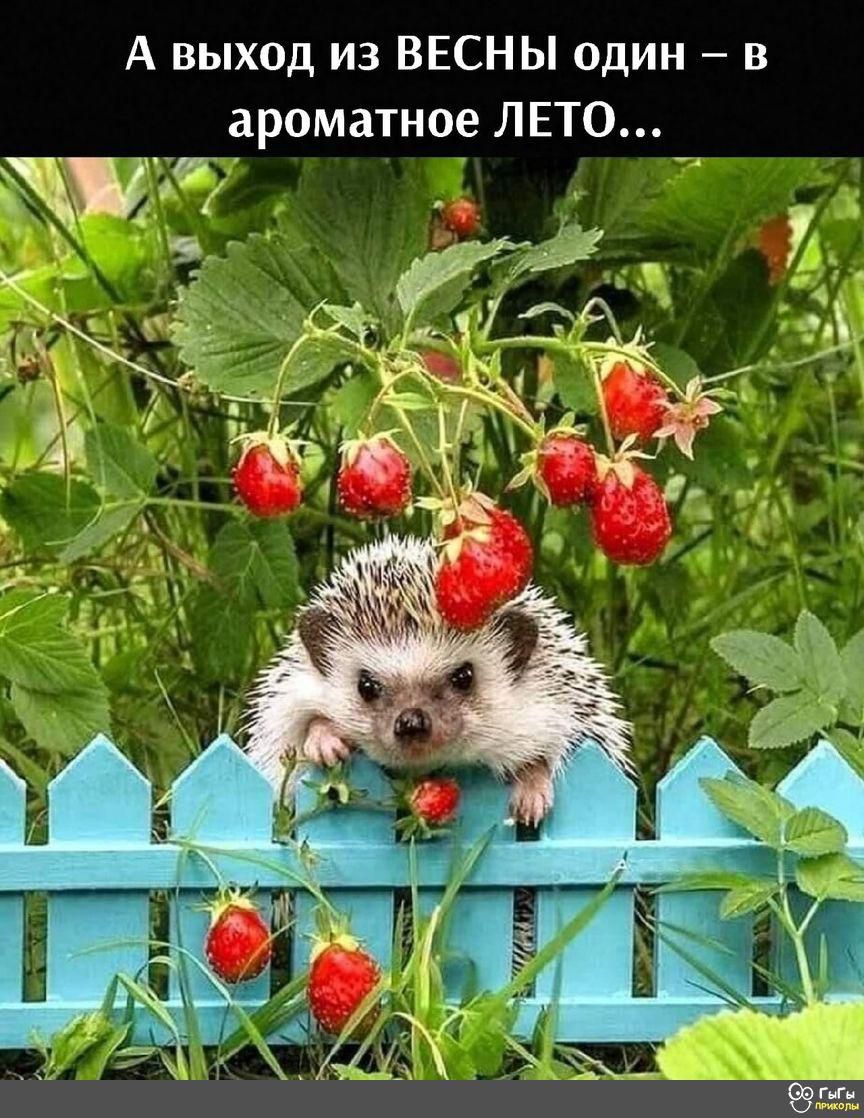 А выход из ВЕСНЫ один в ароматное ЛЕТО