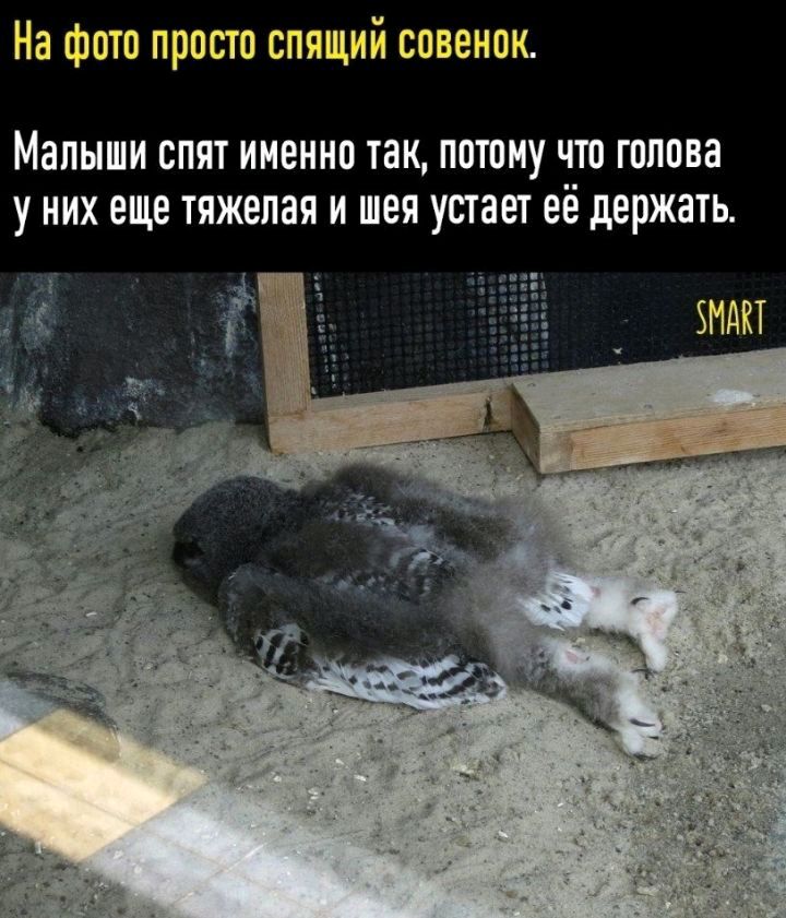 На фото прост спящий совенок Малыши спят именно 1ак пптпиу что гоппва у них еще тяжелая и шея устаея её держать