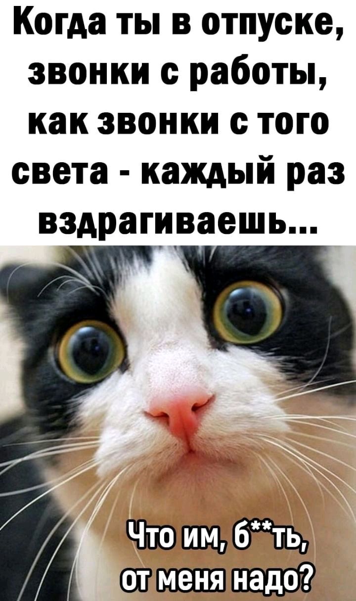 Когда ты в отпуске звонки с работы как звонки с того света каждый раз вздрагиваешь 1