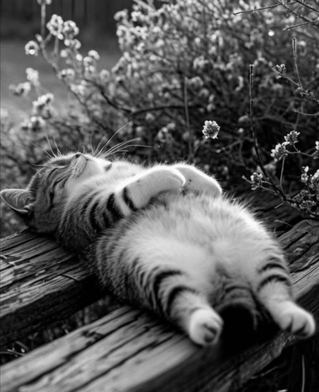 Кот лежит на деревянной поверхности среди цветущих кустарников