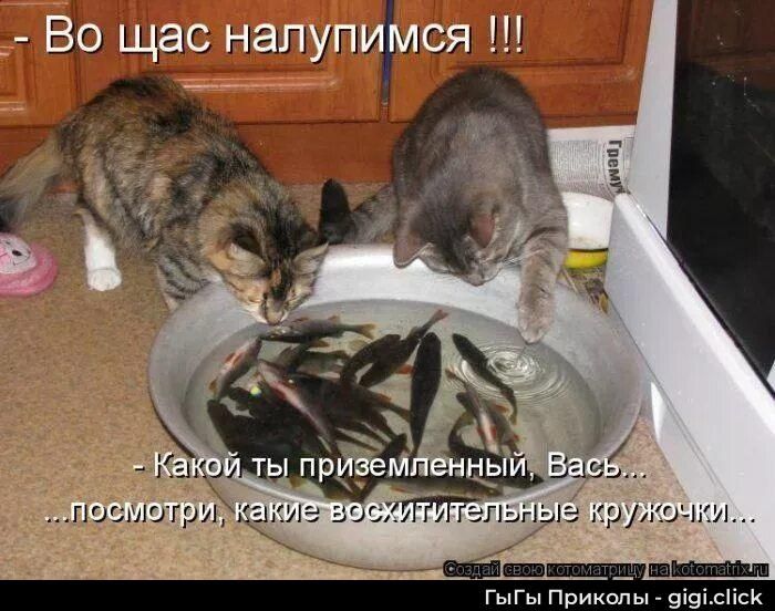 - Во щас налупимся !!!
- Какой ты приземленный, Вась... ..посмотри, какие восхитительные кружочки...