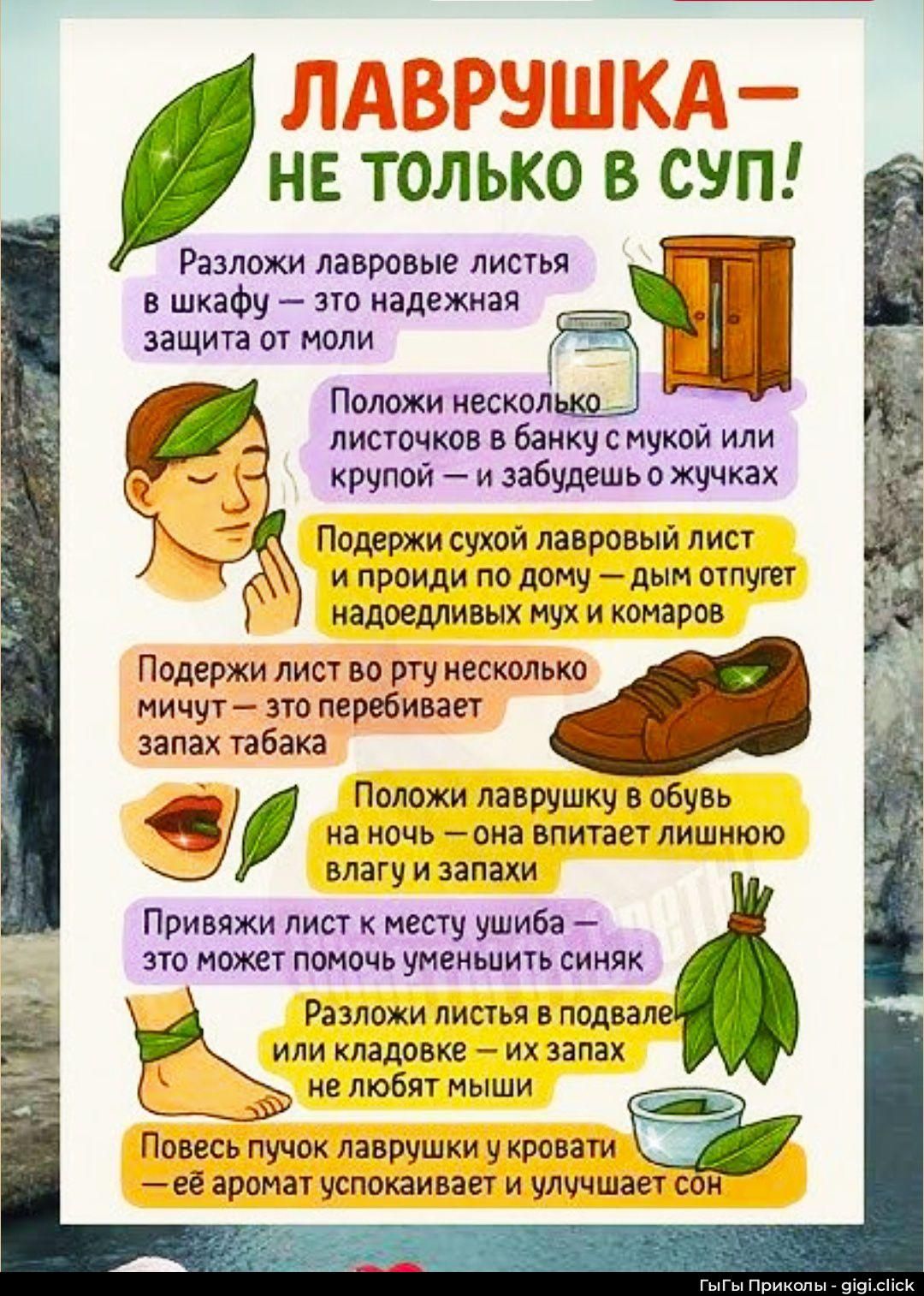 ЛАВРУШКА — НЕ ТОЛЬКО В СУП! Разложи лавровые листья в шкафу — это надежная защита от моли. Положи несколько листочков в банку с мукой или крупой — и забудешь о жучках. Поддержи сухой лавровый лист и пройдiсь по дому — дым отпугивает надоедливые/mухи и комаров. Повесь пучок лаврушки у кровати — её аромат успокаивает сон.