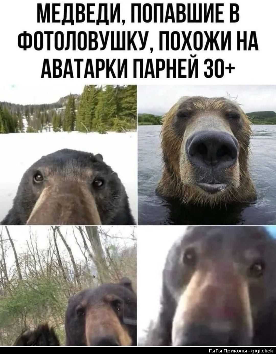 Медведи, попавшие в фотоловушку, похожи на аватарки парней 30+