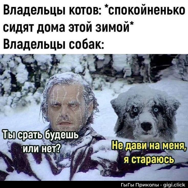 Владельцы котов: *спокойненько сидят дома этой зимой* Владельцы собак: Ты срать будешь или нет? Не дави на меня, я стараюсь