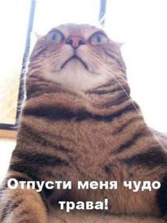тпусти меня чудо трава