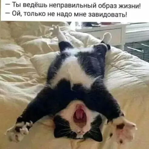 Ты ведешь неправильный образ жизни ОИ только не надо мне завидовать тг _