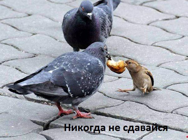 а не С ава жд