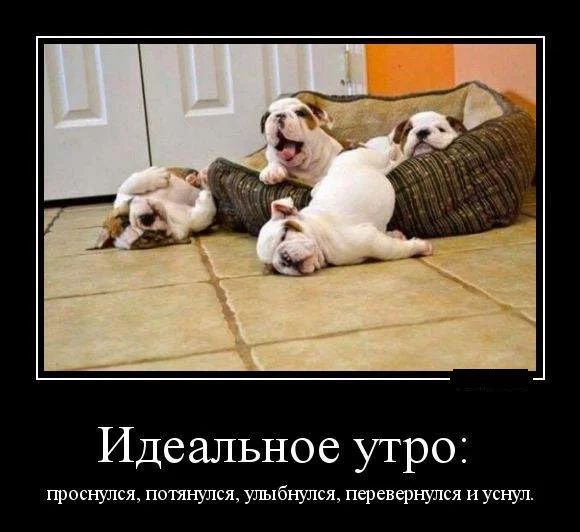 Идеальное утро проснулся потянулся улыбнулся перевернулся и уснул