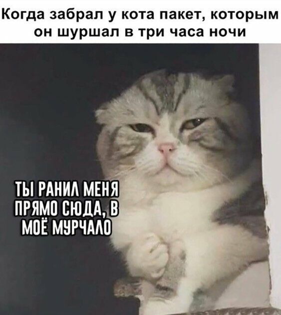 Когда забрал у кота пакет которым он шуршал в три часа ночи ПРЯМП СЮДА В МПЁ МНРЧААП