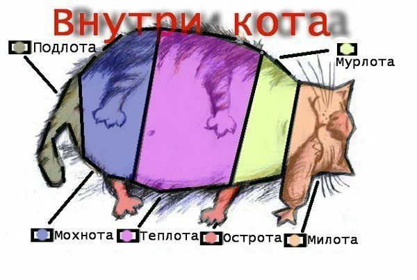 от ш под мур 1 эта шмохнота Штепп этапостроташмипота