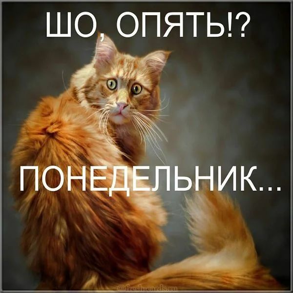 ШО ОПЯТЬ