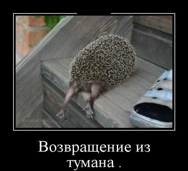 Возвращение из тумана