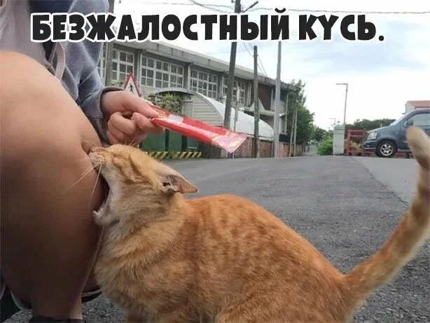 БЕЗЖАЛОСТ ЫЙ СБ