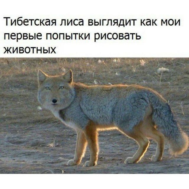 ТИбЕТСКдЯ лиса ВЫГЛЯДИТ КдК МОИ первые ПОПЫТКИ РИСОВЗТЬ ЖИВОТНЫХ