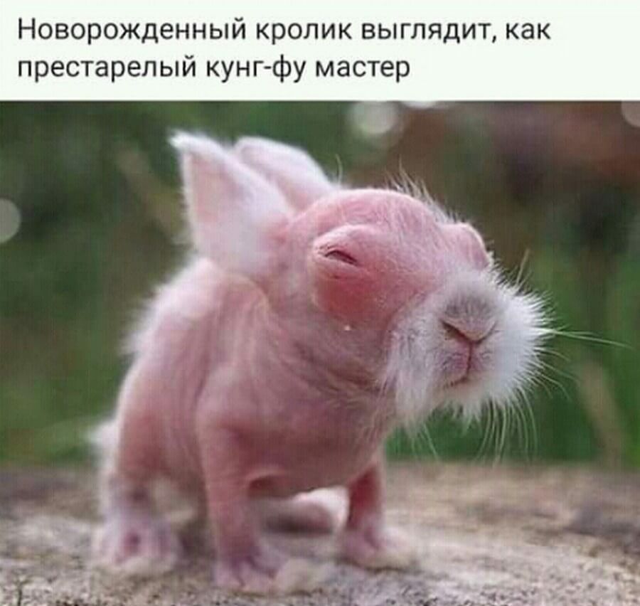 Новорожденный кролик выглядит как престарелый кунг фу мастер