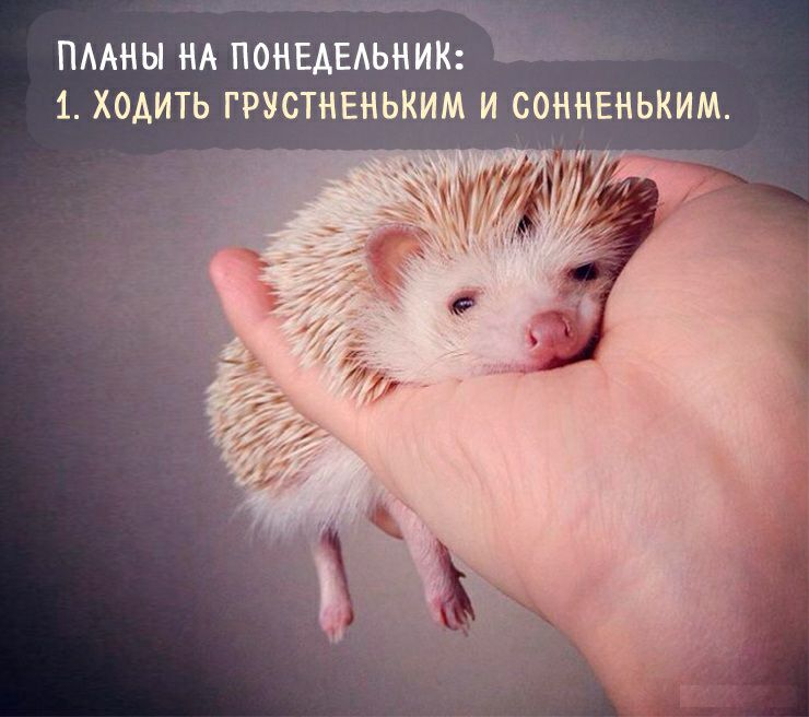 ПААНЫ НА ПОНЕАЕАЬНИК Ь