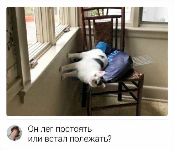 Он лег постоять или встал полежать