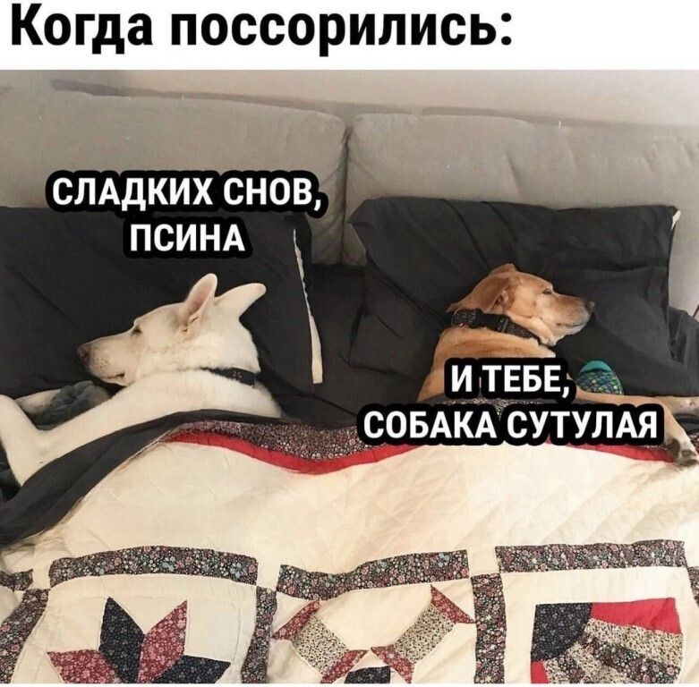 Когда ПОССОРИЛИСЫ слддких снов ПСИНА итевв