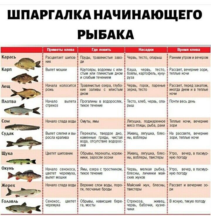 ШПАРГАЛКА НАЧИНАЮЩЕГО РЫБАКА