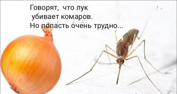 Говорят что лук убивает комаров Но асть бчень трудно