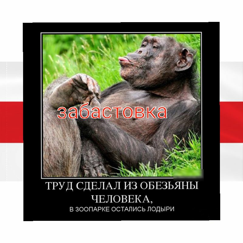_ Тік _ 7 ТРУД СДЕЛАЛ ИЗ ОБЕЗЬЯНЬ1 ЧЕЛОВЕКА В ЗООПАРКЕ ОСТАПИСЬ ЛОДЫРИ
