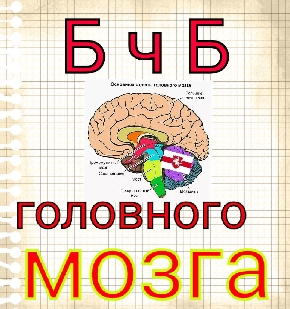 Прпме т ный мозг Средииимшг Мост _ Продопговатый Монжечик мозга
