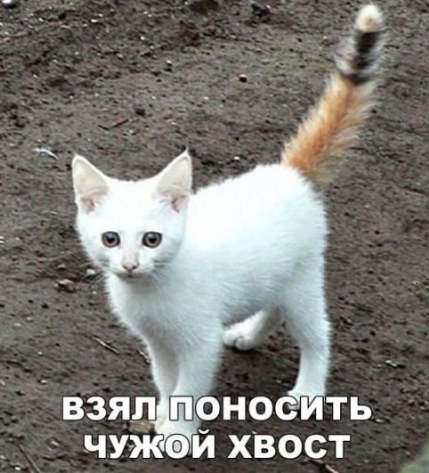 взял оноеить чужэй хвост