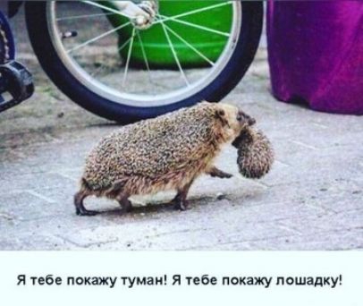 я тебе покажу туман я тебе покажу лошадку