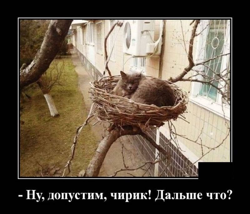 Ну допустим чирик Дальше что