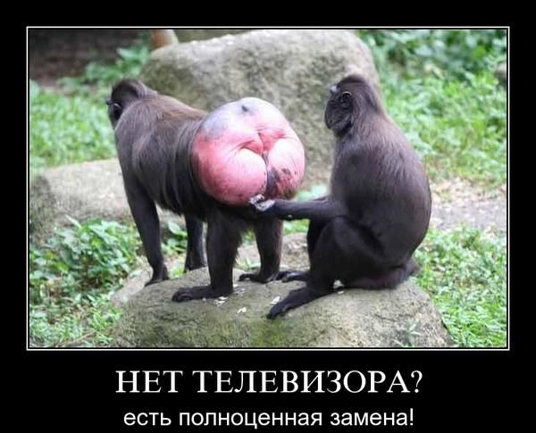 5 НЕТ ТЕЛЕВИЗОРА ЕСТЬ полноценная замена