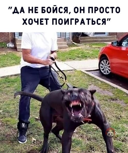 АА нв БОЙСЯ он просто хочвт ПОИГРАТЬСЯ