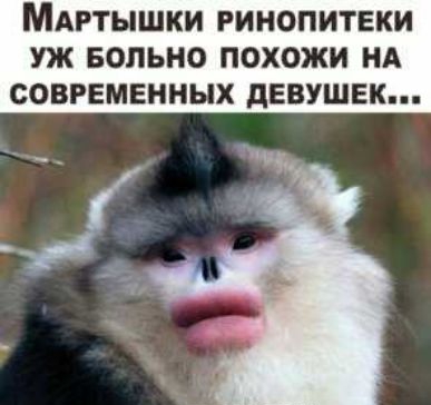 МАРТЫШКИ РИНОПИТЕКИ уж БОЛЬНО ПОХОЖИ НА СОВРЕМЕННЫХ дЕВУШЕК п