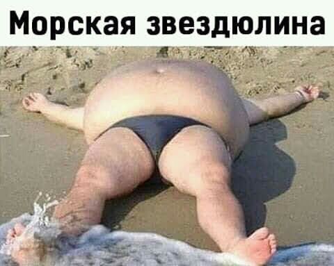 морская звездюлина у д