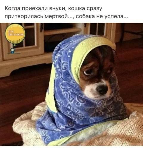Когда приехали внуки кошка сразу притворипась Мертвой собака не успела
