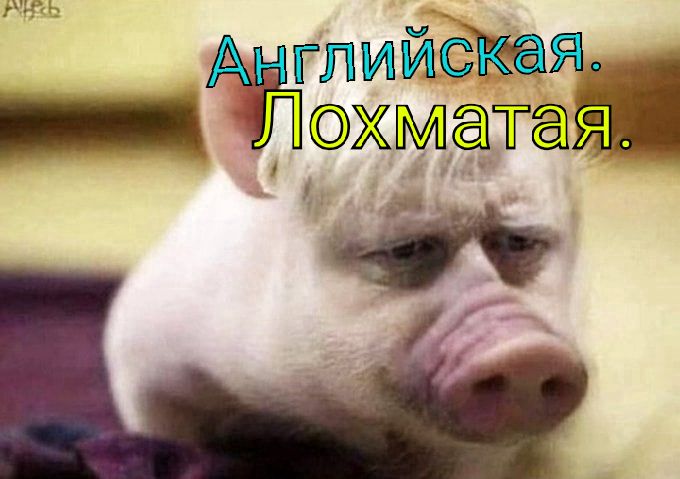 глийстеая _ эхМатая