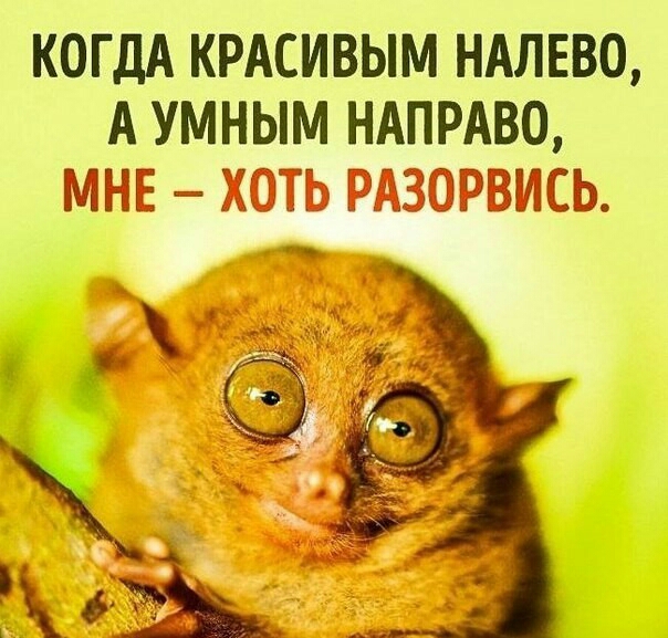 КОГДА КРАСИВЫМ НАЛЕВО А УМНЫМ НАПРАВО СГЁЁЁ ЁЁДЁ ПРЁМШЪ