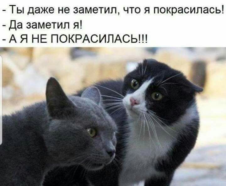 ТЫ даже не 38М6ТИП ЧТО Я ПОКРЭСИПЭСЬ Да заметил я А Я НЕ ПОКРАСИЛАСЬ _ 4