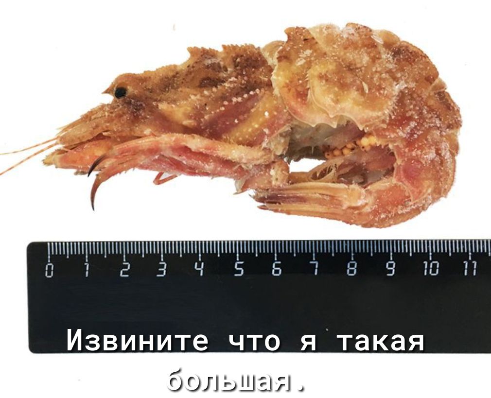 шп цшцнщн 1 Э _ Извините что я такая большая