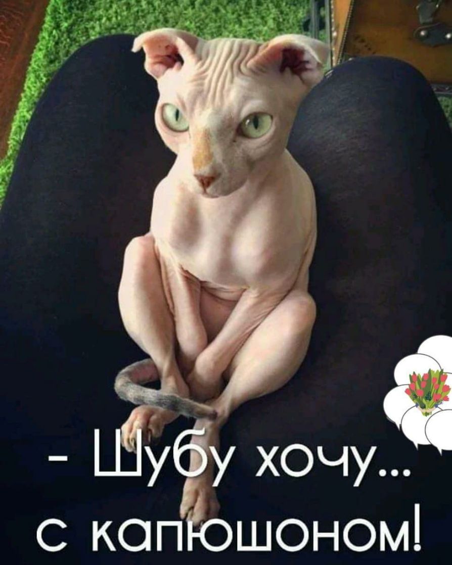 с копЁошоном