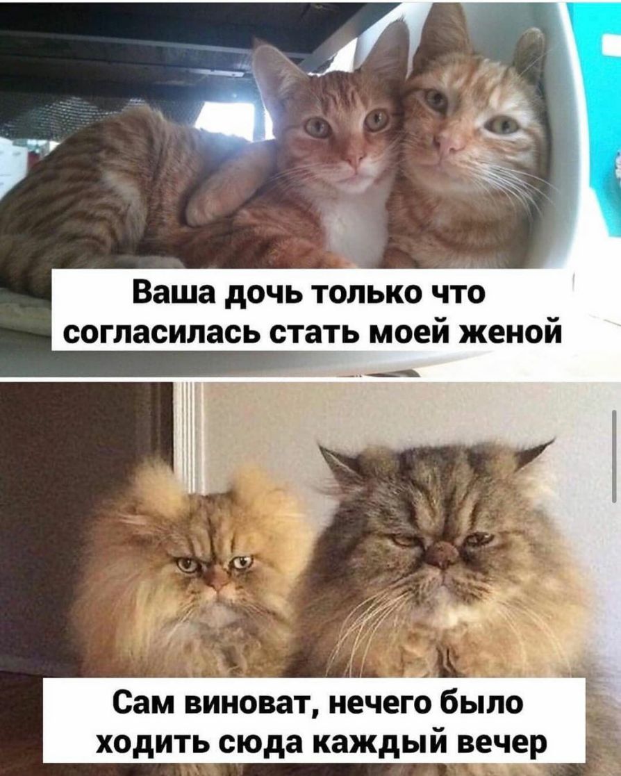 Ваша дочь только что согласилась стать моей женой Сам виноват нечего было ходить сюда каждый вечер