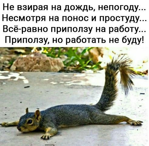 Не взирая на дождь непогоду Несмотря на понос и простуду Всё равно приползу на работу Приползу но работать не буду