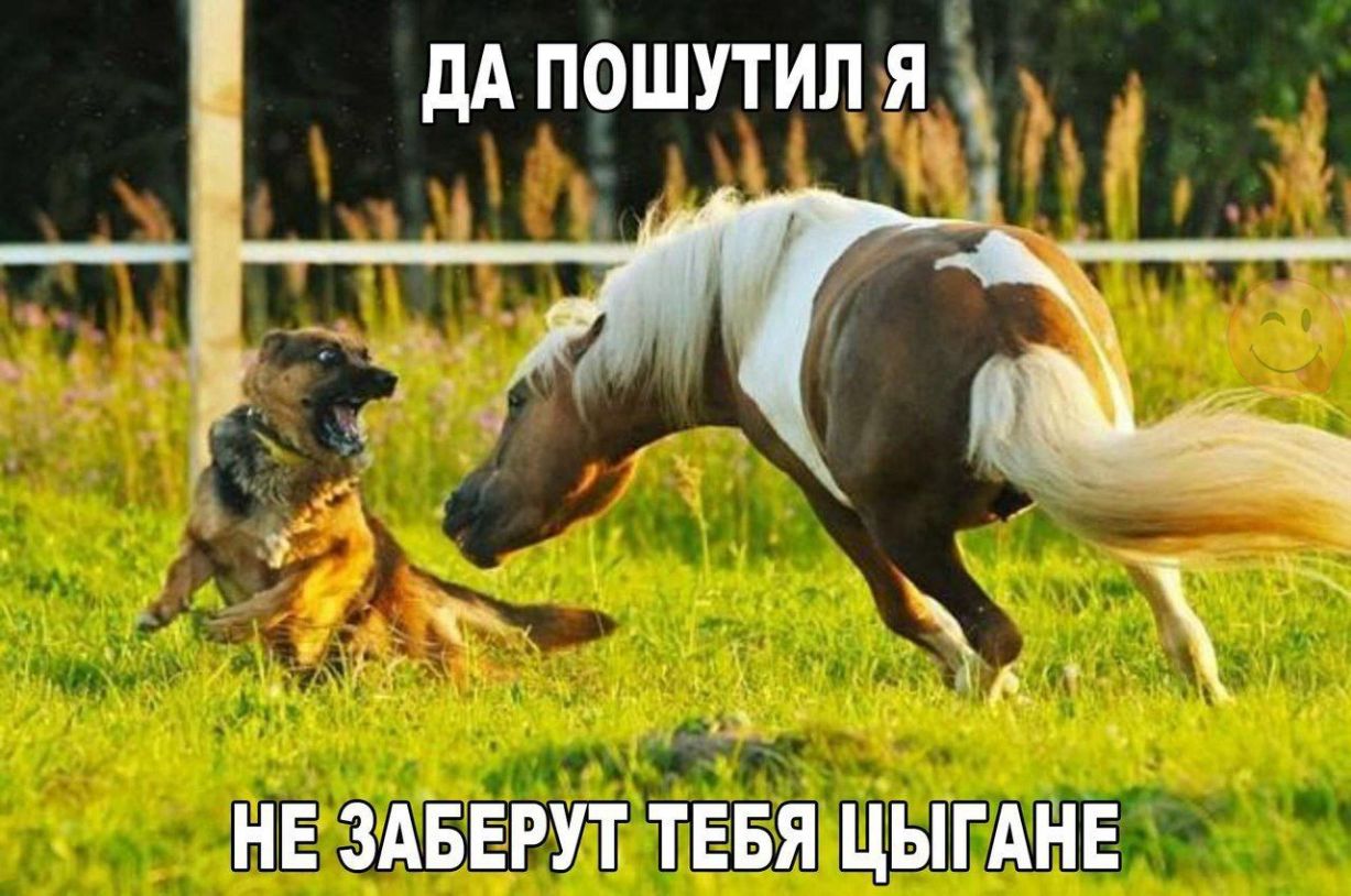 дА пошутил ях _ НЕЕ ЗАБЕРУТ ТЕБЯ ЦЫЁГАНЕ