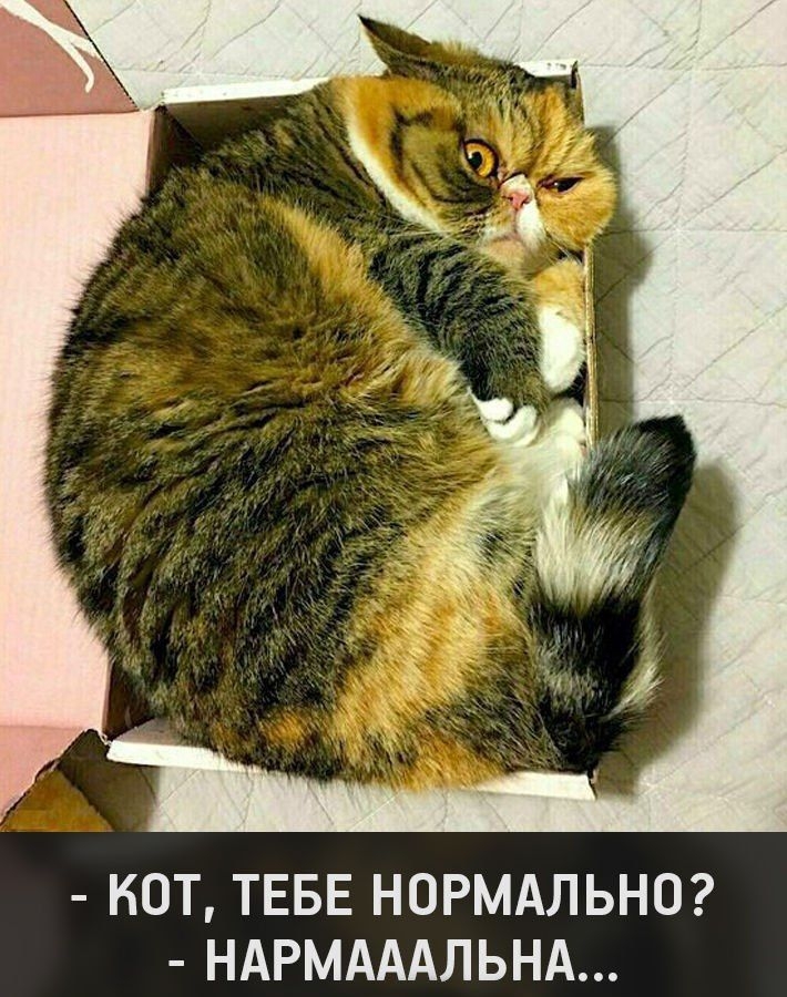 КОТ ТЕБЕ НОРМАЛЬНО НАРМАААЛЬНА