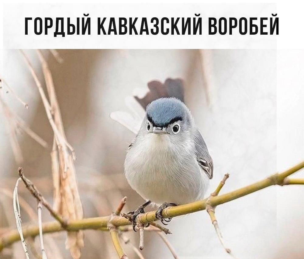 ГПРДЫЙ КАВКАЗСКИЙ ВОРОБЕЙ