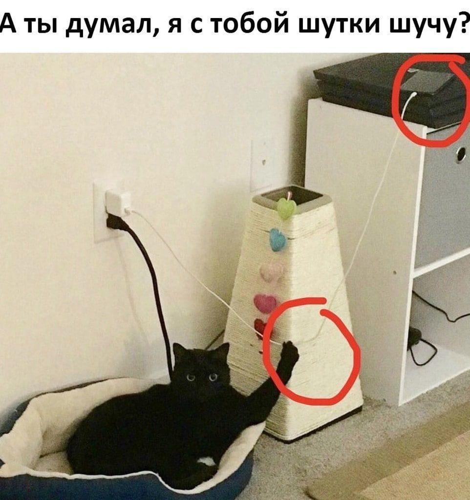 А ты думал я с тобой шутки шучу